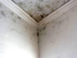 Environmental Consulting for Mold Prevention in Safford, AZ